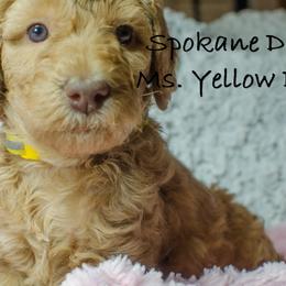 Labradoodle Puppies from Spokane Doodle
