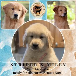 Grey Collar - Golden male Golden Retriever puppy in Fair Oaks, California from Twisted Ranch Retrievers