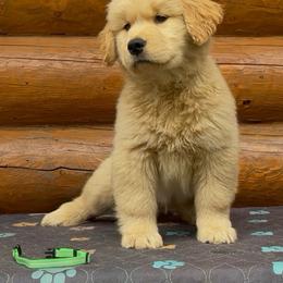 John - Golden male Golden Retriever puppy in North Pole, Alaska from Mulberry Retrievers