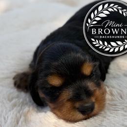 Violet - Black and tan female Dachshund puppy in Edmond, Oklahoma from Mini Browne Dachshunds