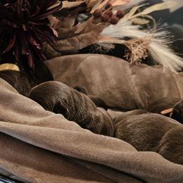 Girl 1 - female Labrador Retriever puppy in Helena, Montana from Whistling Wings Retrievers, LLC.