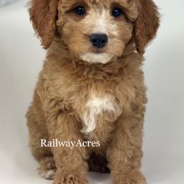 Dax - Red  male Goldendoodle puppy in Milford, Indiana from Railway Acres Kennel