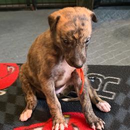 Girl 2 Orange - Red brindle female Greyhound puppy in Mesa, Arizona from ARK Greyhound Kennel LLC