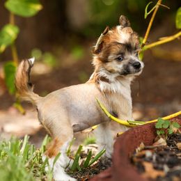 Mushu - Slate Chinese Crested puppy in Venice, Florida from Crowned Chinese Cresteds
