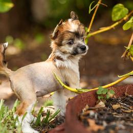 Mushu - Slate Chinese Crested puppy in Venice, Florida from Crowned Chinese Cresteds