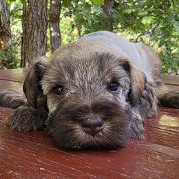 Esme AKC Liver Miniature Schnauzer - Liver female Miniature Schnauzer puppy in Saratoga Springs, Utah from Happy Beard Schnauzers