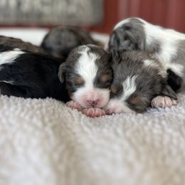 Bernedoodle puppies from Root and Branch Bernedoodles