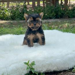 Tiny Gucci - Black and gold male Yorkshire Terrier puppy in North Naples, Florida from Moon Ranch Puppies
