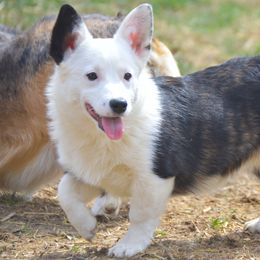 Pandora - American Corgi