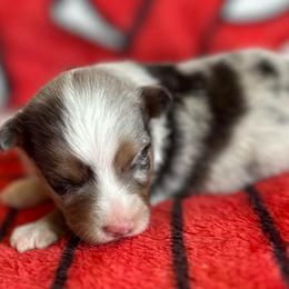 Baby Blue - Blue merle female Toy Australian Shepherd puppy in Lame Deer, Montana from Bar M Toy Aussies