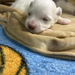 Girl 1 - White female Maltese puppy in Clover, South Carolina from Cudi’s Buddies