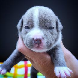 Bonnie - Blue and white female Staffordshire Bull Terrier puppy in Dallas, Texas from Wild Blue Staffords