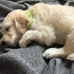 Goldendoodles from Hopping Howlers Ranch