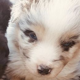 Jasper - Blue merle male Australian Shepherd puppy in Nezperce, Idaho from Willow Creek Farm