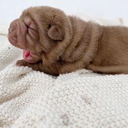 Champ - Brown male Chinese Shar-Pei puppy in Hugo, Oklahoma from Mini Hippo Land
