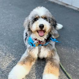 Ace - Blue merle male Bernedoodle puppy in Campbellsville, Kentucky from Blue Belle Hills Bernedoodles