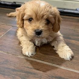 Coco - Brown female Cavapoo puppy in El Mirage, Arizona from Arizona Cavaliers and Cavapoos
