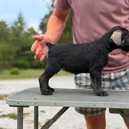 Ps Girl 2 - Pepper and salt female Giant Schnauzer puppy in Bois D’arc, Missouri from Down Low Kennels
