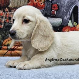 Eve (3800) - Cream female Dachshund puppy in Ovett, Mississippi from Anytime Dachshunds by D.B.