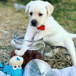 Labrador Retriever Puppies from Lone Star Texas Retrievers