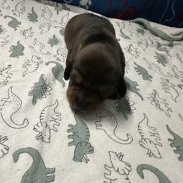 Girl 1 - Wild boar female Dachshund puppy in Salkum, Washington from Stonevalley Dachshunds