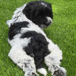 Lizzie - Black female Australian Labradoodle puppy in Denton, Texas from Liberty Hill Labradoodles