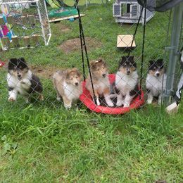 Collies from Sequel