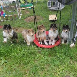 Collies from Sequel