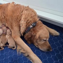 Pink collar - Golden female Golden Retriever puppy in Inverness, Florida from Sydney’s Goldens