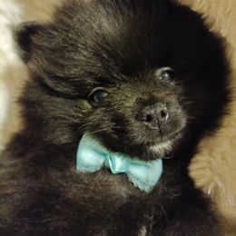 Pomeranian Puppies from Cutie Poms
