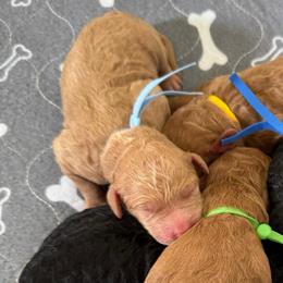 Bedtime Bear- Light Blue Collar - Apricot male Goldendoodle puppy in Bay City, Texas from Charming Doods Goldendoodles