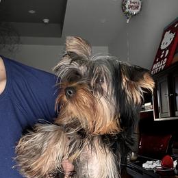 MIA BELLA - Blue and gold female Yorkshire Terrier puppy in Cape Coral, Florida from Katherine’s Yorkies and Poodles