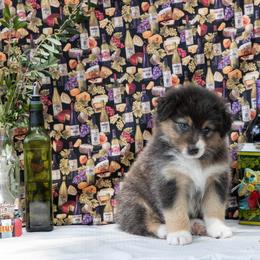 Betty - Black tri-color female Australian Shepherd puppy in Mc Alpin, Florida from Golden Gait Australian Shepherds