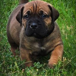 Black Collar - Brown male Boerboel puppy in Naples, New York from Freedom Boerboels LLC