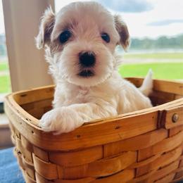 Socks - White male Maltipoo puppy in Ashville, Alabama from LMC Pups