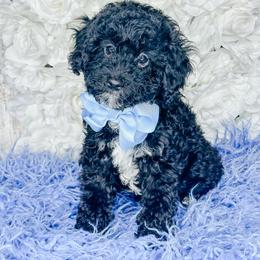 Rummi - Black and white male Bernedoodle puppy in Otisville, Michigan from Danie’s Darling Doodles LLC