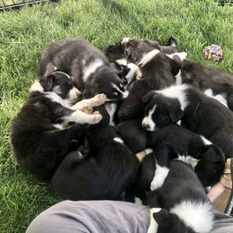 Border Collie Puppies from Gulan Farm Border Collies