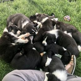 Border Collie Puppies from Gulan Farm Border Collies