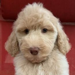 Bernedoodles, Goldendoodles, and Poodles from Poodle and Doodle Haven