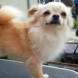 Blondie - Chihuahua