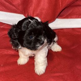 Oreo - Black and white female Shihpoo puppy in Cane Savannah, South Carolina from Dws_kennelservices