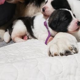 Pyrenean Mastiff Puppies from Estrella Polar Pyrenean Mastiffs