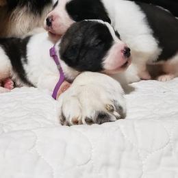 Pyrenean Mastiff Puppies from Estrella Polar Pyrenean Mastiffs