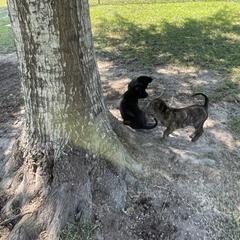 Vietnamese Phu Quoc Ridgeback Puppies from Phu Quoc Ridgebacks of Mississippi
