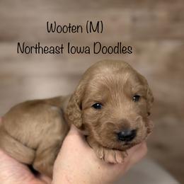 Wooten - Apricot male Goldendoodle puppy in Cedar Falls, Iowa from Northeast Iowa Doodles