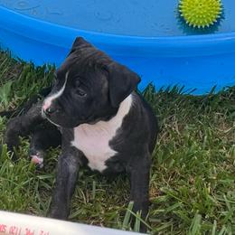 A cutie patootie - Black brindle female American Staffordshire Terrier puppy in Cloverdale, Indiana from Woodshire American Staffordshire Terrier’s