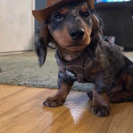 Dude - Dapple male Dachshund puppy in Paducah, Kentucky from Donette's Doxies