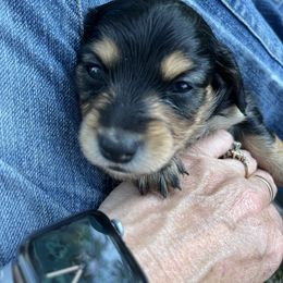 Girl 2 - Red Collar - Black and tan female Dachshund puppy in Stevensville, Montana from LynnHaven Ranch Dachshunds