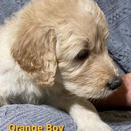 Goldendoodle Puppies from Toneytails Doodles