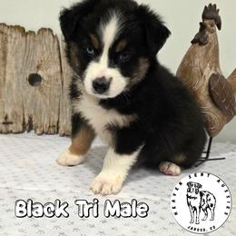Elmer - Black tri male Miniature Australian Shepherd puppy in Jaroso, Colorado from Heaven Sent Aussies